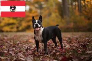 Lees meer over het artikel Boston Terrier fokkers en pups in Oostenrijk
