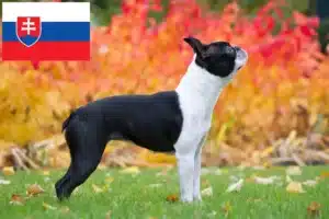 Lees meer over het artikel Boston Terrier fokkers en pups in Slowakije