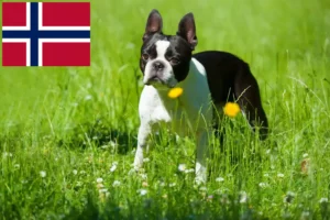 Lees meer over het artikel Boston Terrier fokkers en pups in Noorwegen