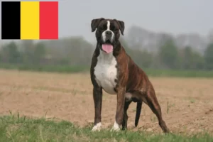 Lees meer over het artikel Boxer fokkers en puppies in België