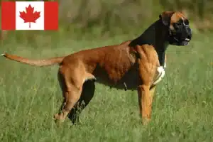 Lees meer over het artikel Boxer fokkers en puppies in Canada