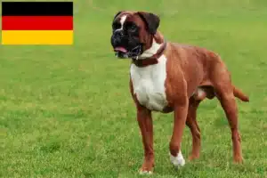 Lees meer over het artikel Boxer fokkers en puppies in Duitsland