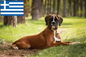Lees meer over het artikel Boxer fokkers en puppies in Griekenland