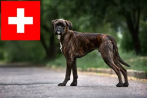 Lees meer over het artikel Boxer fokkers en puppies in Zwitserland
