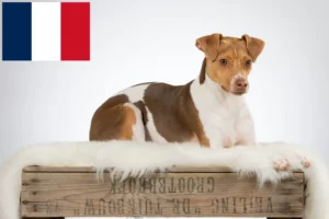 Lees meer over het artikel Braziliaanse Terrier fokkers en puppies in Frankrijk