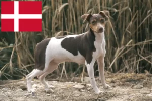 Lees meer over het artikel Braziliaanse Terrier fokker en puppies in Denemarken