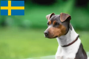 Lees meer over het artikel Braziliaanse Terrier fokker en puppies in Zweden