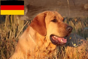Lees meer over het artikel Broholmer fokkers en pups in Duitsland