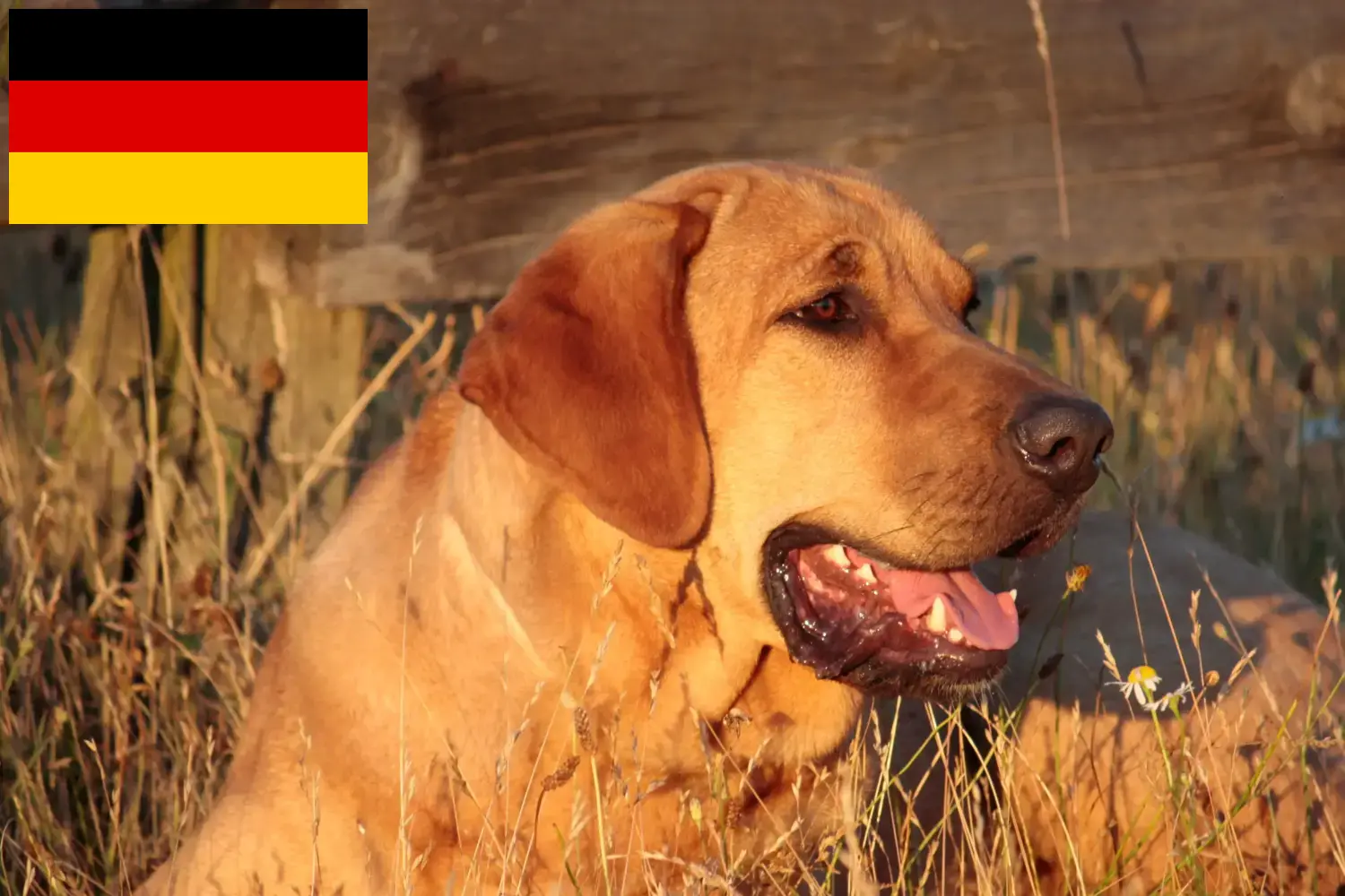 Lees meer over het artikel Broholmer fokkers en pups in Duitsland