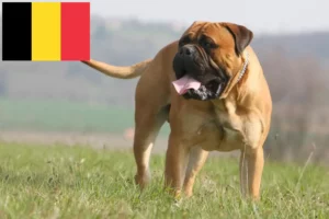 Lees meer over het artikel Bullmastiff fokkers en pups in België