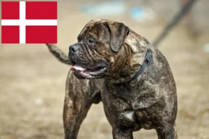Lees meer over het artikel Bullmastiff fokkers en pups in Denemarken