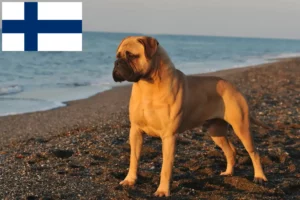 Lees meer over het artikel Bullmastiff fokkers en pups in Finland