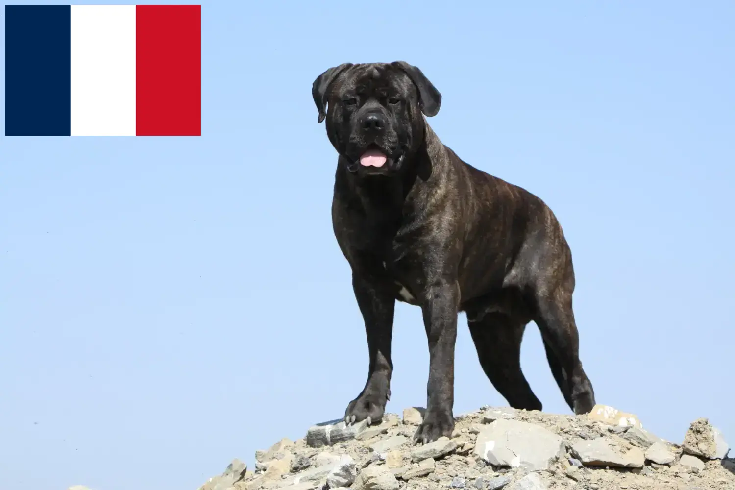 Bullmastiff puppy's en fokkers Frankrijk Hier vind je Bullmastiff fokkers in Frankrijk.