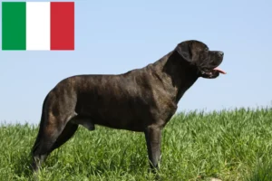 Lees meer over het artikel Bullmastiff fokkers en pups in Italië