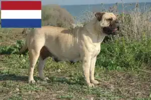 Lees meer over het artikel Bullmastiff fokkers en pups in Nederland