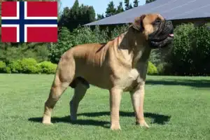 Lees meer over het artikel Bullmastiff fokkers en pups in Noorwegen