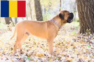 Lees meer over het artikel Bullmastiff fokkers en pups in Roemenië