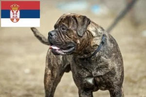 Lees meer over het artikel Bullmastiff fokkers en pups in Servië