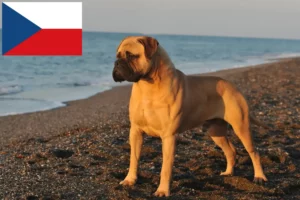 Lees meer over het artikel Bullmastiff fokkers en pups in Tsjechië