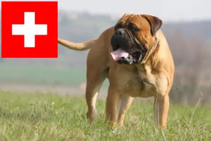 Lees meer over het artikel Bullmastiff fokkers en pups in Zwitserland