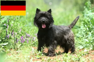Lees meer over het artikel Cairn Terrier fokkers en puppies in Duitsland