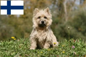 Lees meer over het artikel Cairn Terrier fokkers en pups in Finland