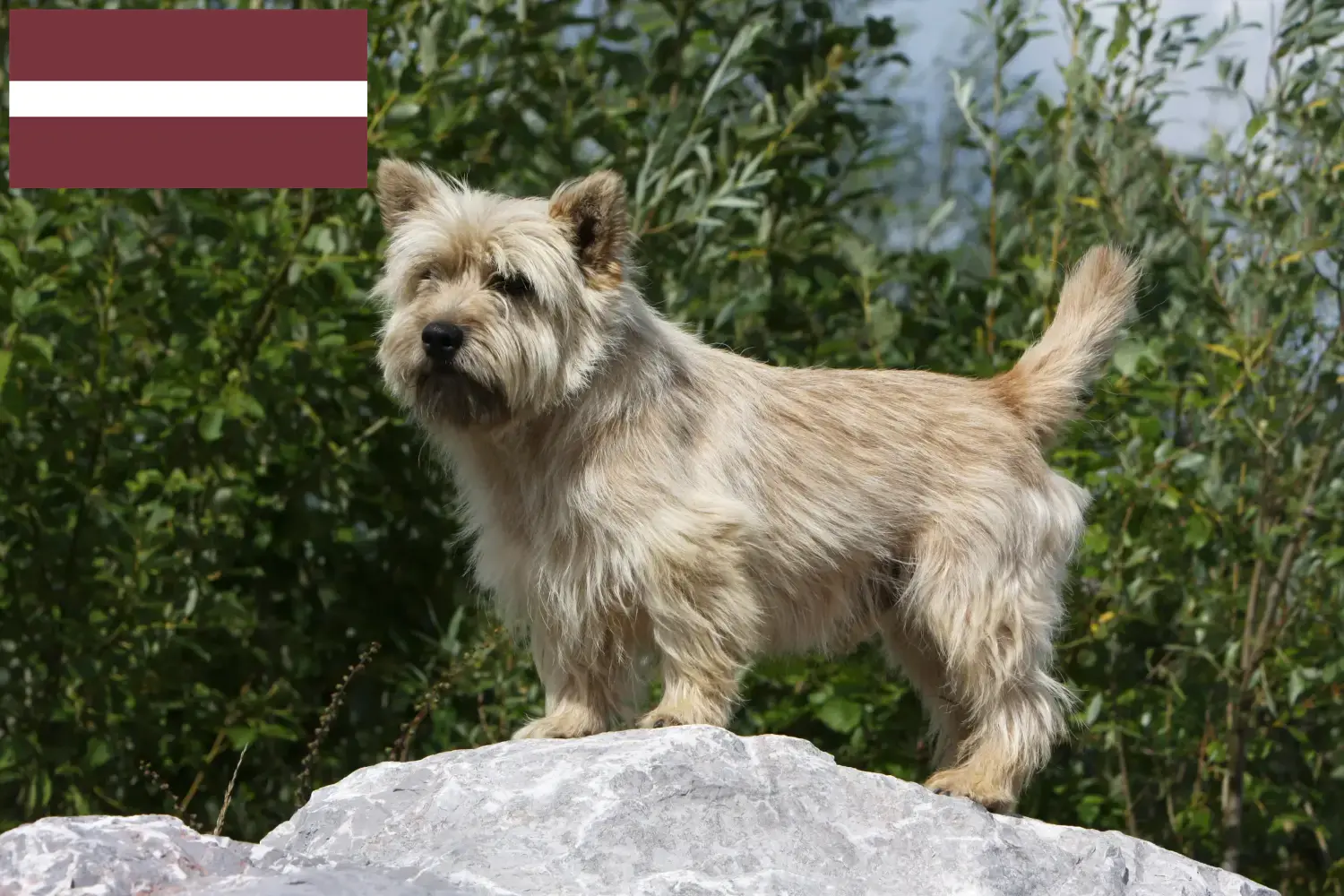 Cairn Terrier pups en fokkers Letland Zoek Cairn Terrier fokkers in Letland.