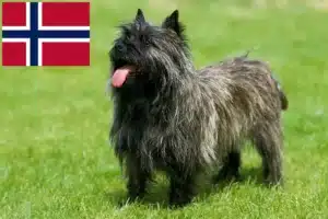 Lees meer over het artikel Cairn Terrier fokkers en puppies in Noorwegen