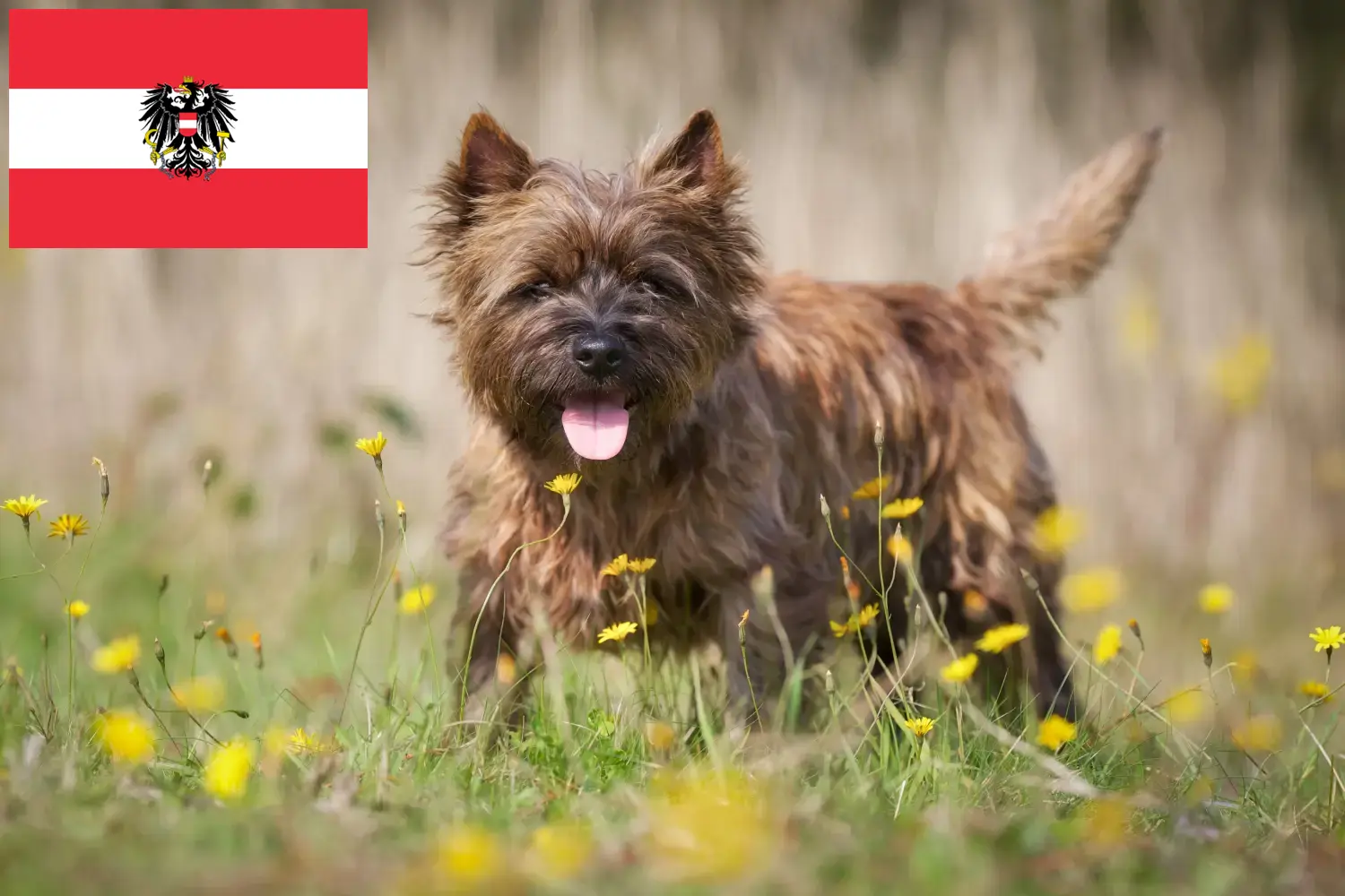 Cairn Terrier puppies en fokkers Oostenrijk Hier vind je Cairn Terrier fokkers in Oostenrijk.