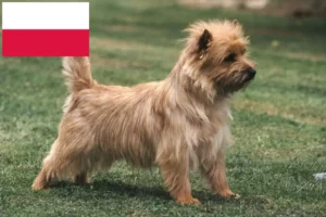 Lees meer over het artikel Cairn Terrier fokkers en puppies in Polen