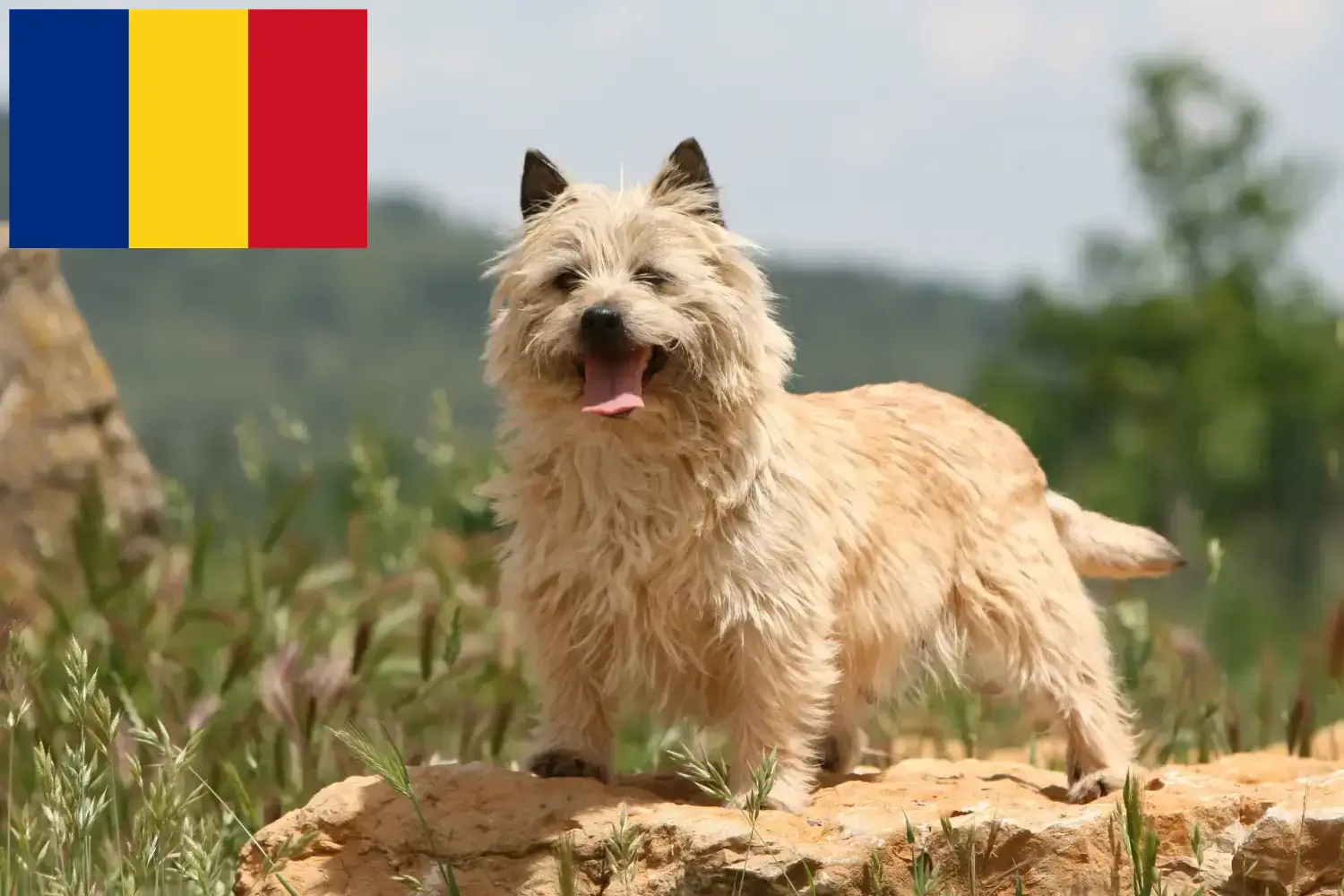 Cairn Terrier pups en fokkers Roemenië Zoek Cairn Terrier fokkers in Roemenië.