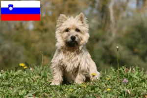 Lees meer over het artikel Cairn Terrier fokkers en puppies in Slovenië
