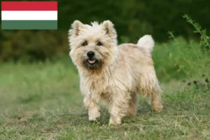 Lees meer over het artikel Cairn Terrier fokkers en pups in Hongarije