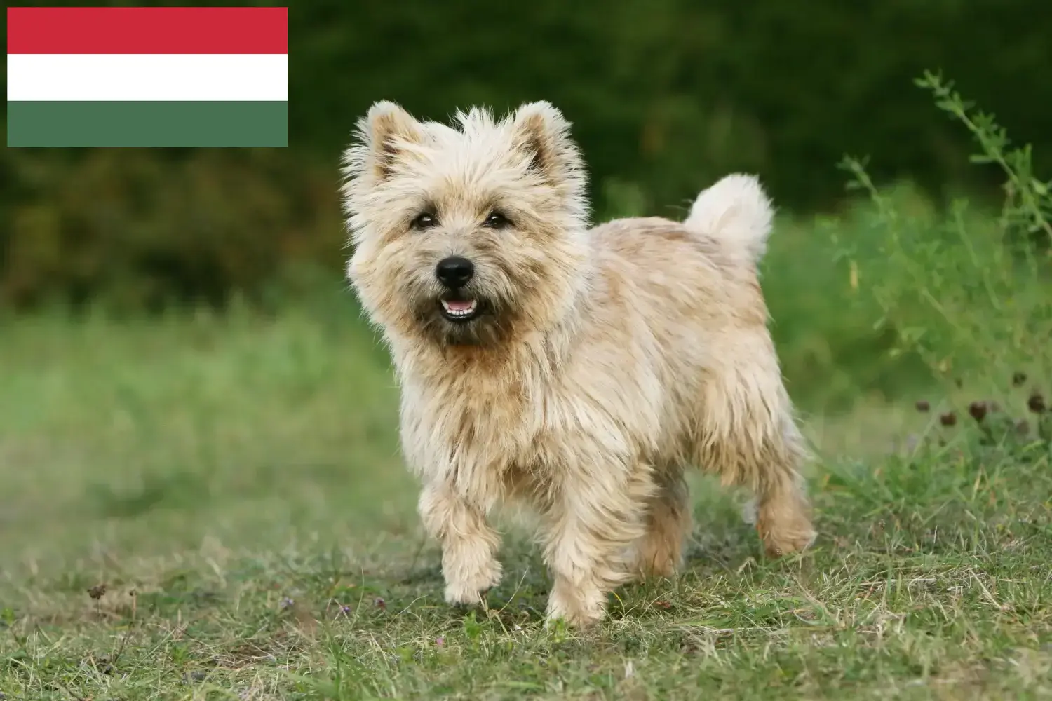 Cairn Terrier puppies en fokkers Hongarije Vind hier Cairn Terrier fokkers in Hongarije.