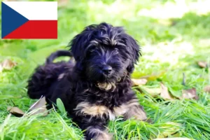 Lees meer over het artikel Cão da Serra de Aires fokkers en puppies in Tsjechië
