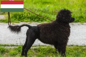 Lees meer over het artikel Cão de Agua português fokkers en puppies in Hongarije