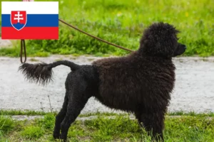 Lees meer over het artikel Cão de Agua português fokkers en puppies in Slowakije