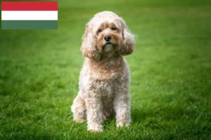 Lees meer over het artikel Cavoodle fokkers en puppies in Hongarije