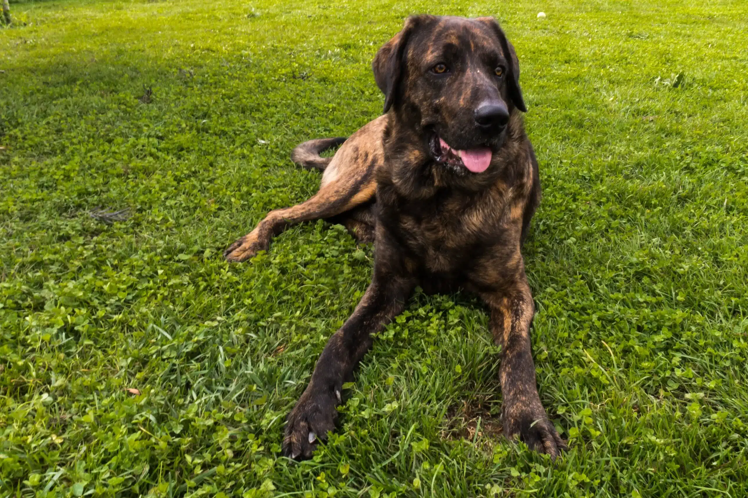 Lees meer over het artikel Chien de Castro Laboreiro Fokker