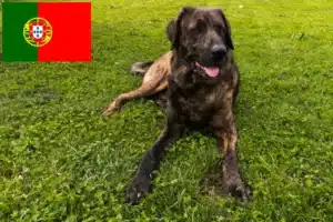 Lees meer over het artikel Chien de Castro Laboreiro fokkers en pups in Portugal