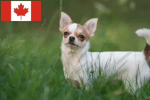 Lees meer over het artikel Chihuahua fokkers en pups in Canada