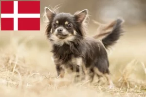 Lees meer over het artikel Chihuahua fokkers en pups in Denemarken
