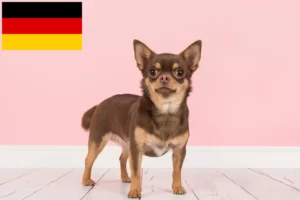 Lees meer over het artikel Chihuahua fokkers en puppies in Duitsland