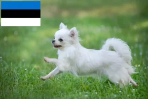Lees meer over het artikel Chihuahua fokkers en pups in Estland