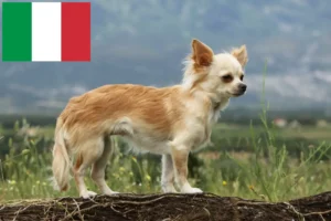 Lees meer over het artikel Chihuahua fokkers en puppies in Italië
