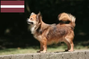Lees meer over het artikel Chihuahua fokkers en pups in Letland