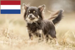 Lees meer over het artikel Chihuahua fokkers en pups in Nederland