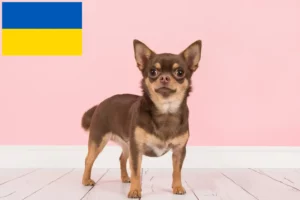 Lees meer over het artikel Chihuahua fokkers en pups in Oekraïne