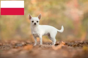 Lees meer over het artikel Chihuahua fokkers en pups in Polen