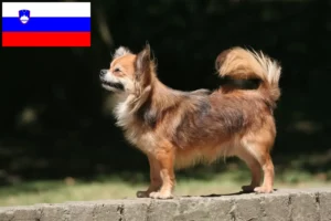 Lees meer over het artikel Chihuahua fokkers en pups in Slovenië